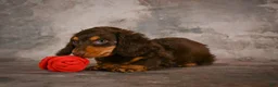 Miniature Dachshund dogs for sale: Sophie - Ad 17