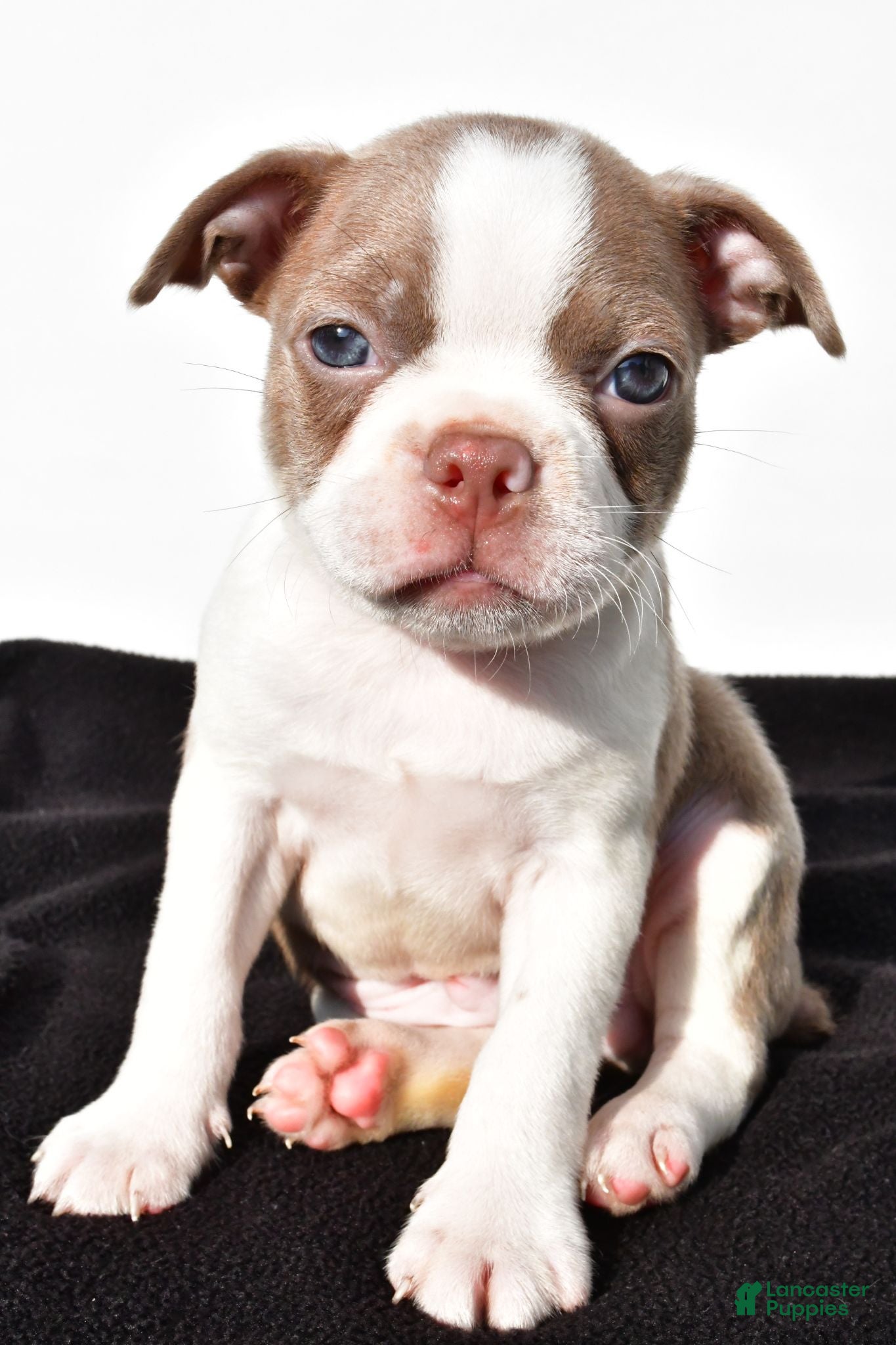 Boston Terrier dogs Beau - Ad 1