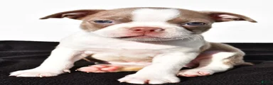 Beau