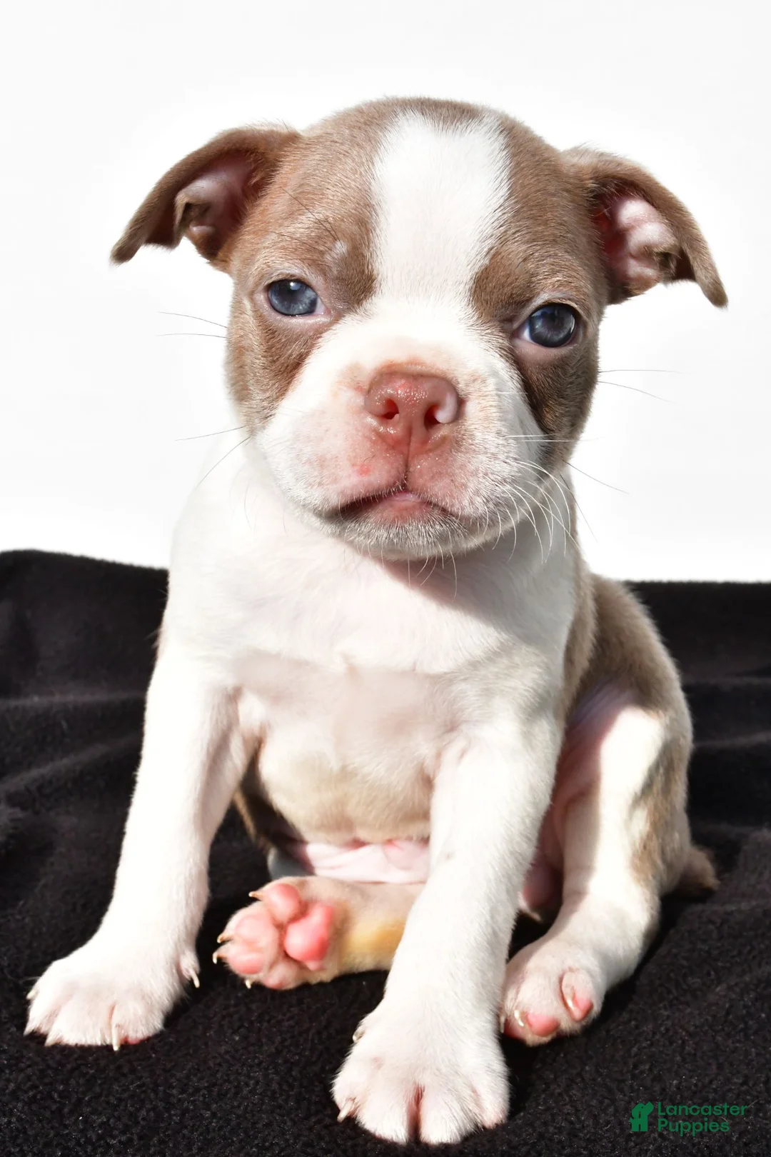 Boston Terrier dogs for sale: Beau - Ad 1