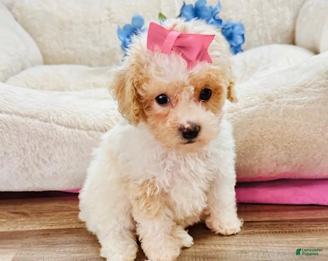 Toy Poodle dogs for sale: Toy Poodle Puppy 1 - Ad 2