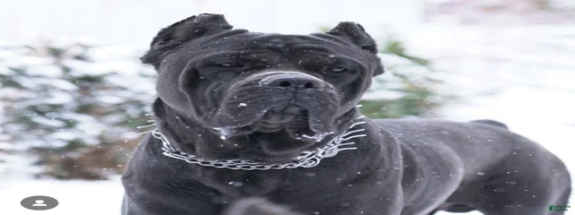 Kujo