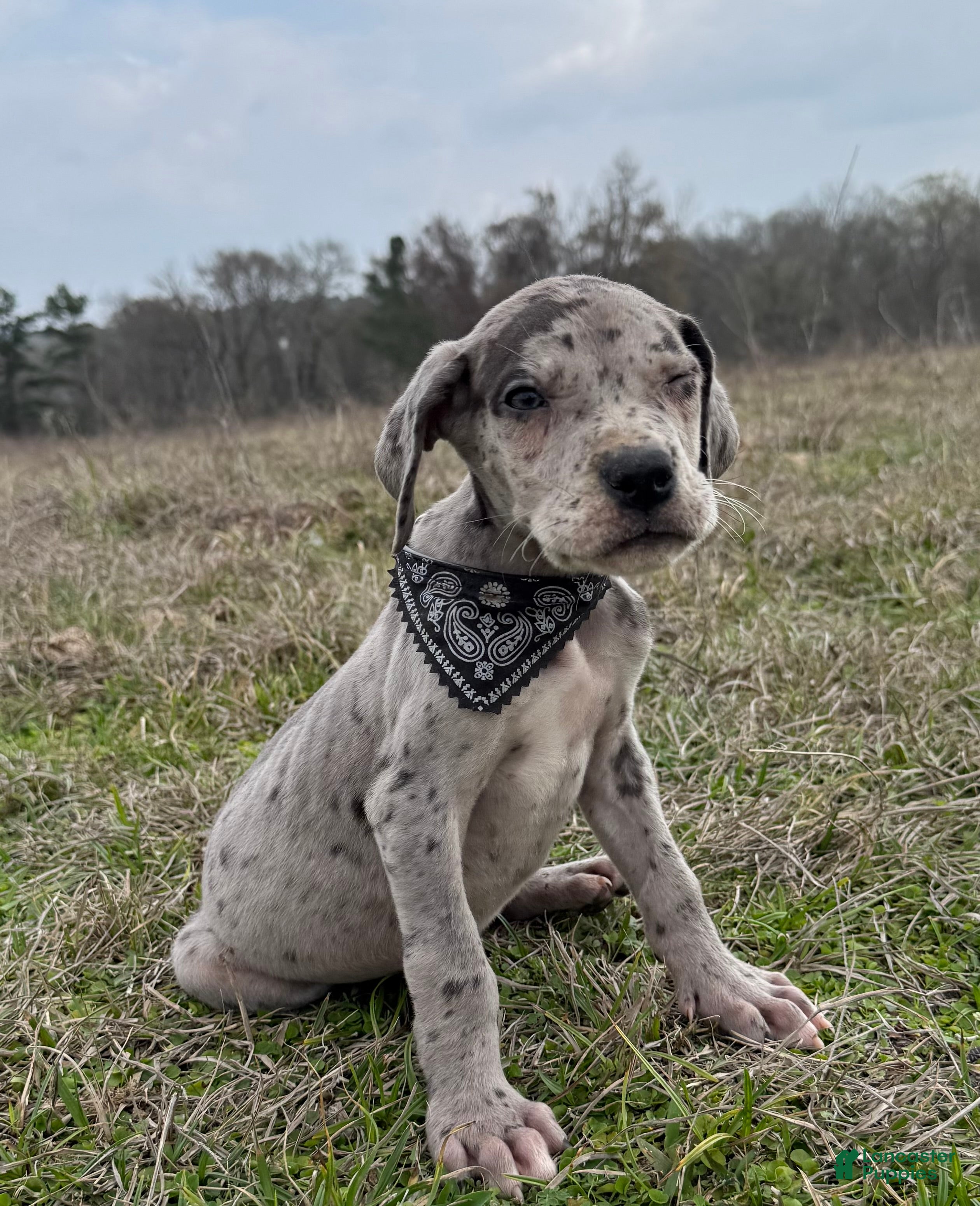 Great Dane dogs Chandler Great Dane Puppy 3 - Ad 2