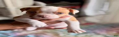 American Bulldog Puppy 1