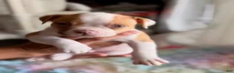 American Bulldog dogs for sale: American Bulldog Puppy 1 - Ad 1
