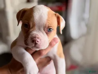 American Bulldog dogs for sale: American Bulldog Puppy 1 - Ad 3