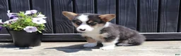 Welsh Corgi Pembroke dogs for sale: Rory - Ad 4