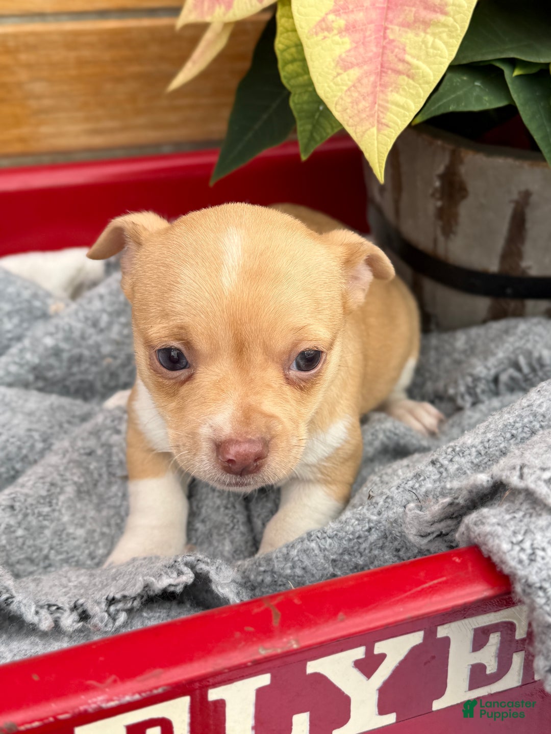 Chihuahua dogs for sale: Cookie - Ad 4