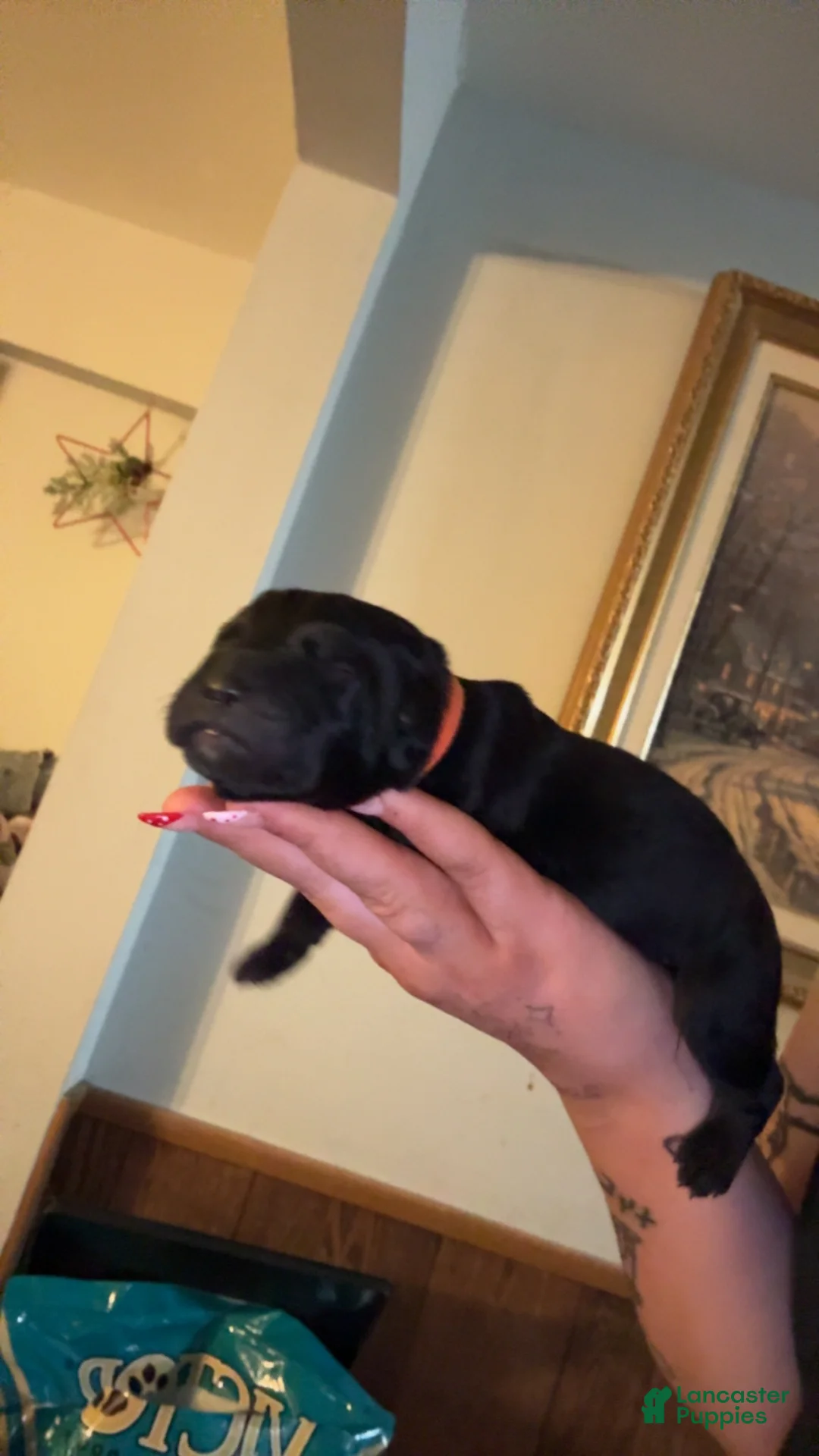 Cane Corso dogs for sale: orange collar  - Ad 1