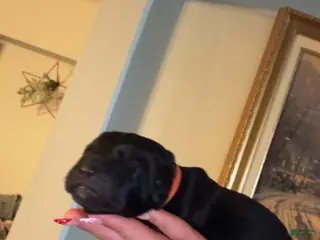 Cane Corso dogs orange collar - Ad 18