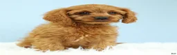 Cavapoo dogs for sale: Waffles 🧇 - Ad 10