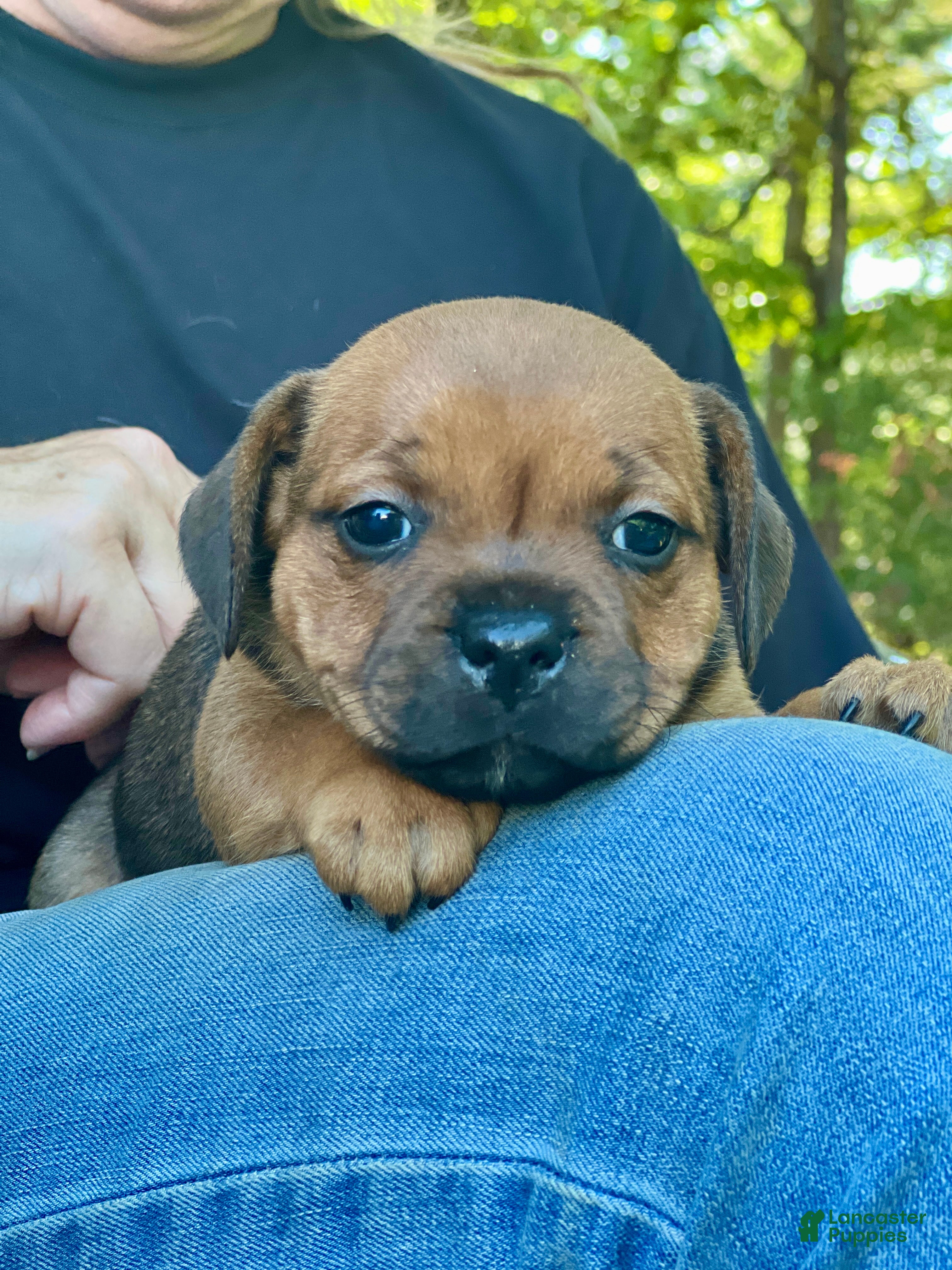 Staffordshire Bull Terrier dogs Doriane - Ad 1