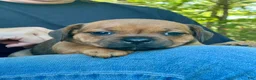 Staffordshire Bull Terrier dogs for sale: Doriane - Ad 1