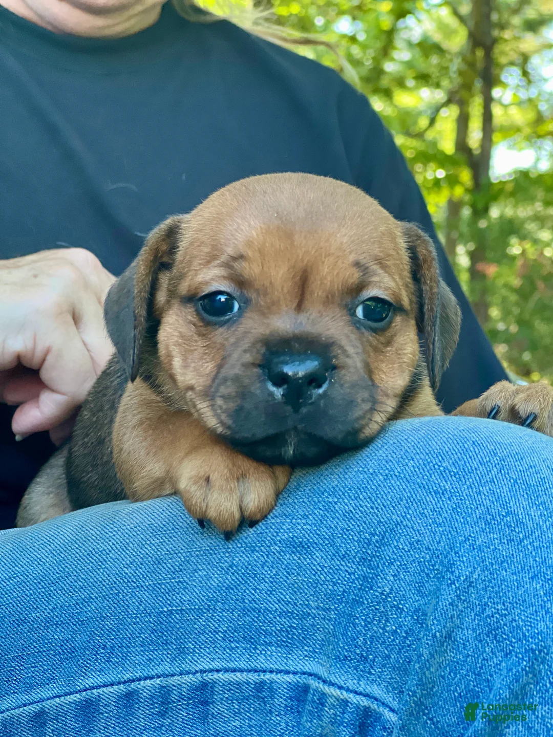 Staffordshire Bull Terrier dogs for sale: Doriane - Ad 1
