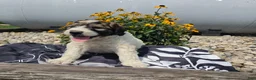 Mixed Breed dogs for sale: Conner - Ad 6