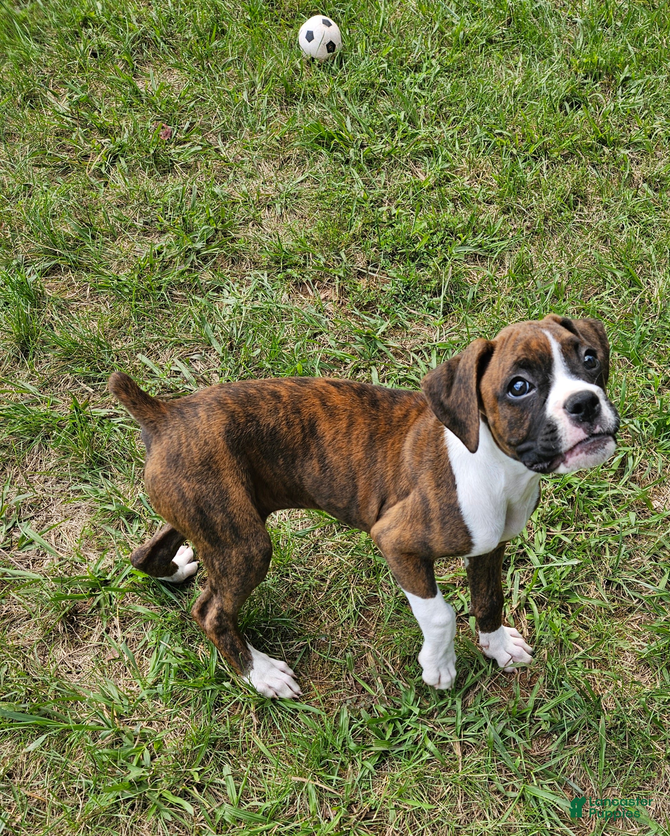Boxer dogs Boxer 6 - Ad 17