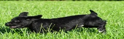 Labradoodle dogs for sale: Sasha - Ad 9