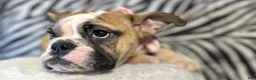 English Bulldog dogs for sale: Destiny  - Ad 3