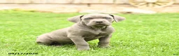 Cane Corso dogs for sale: Sparkle - Ad 1