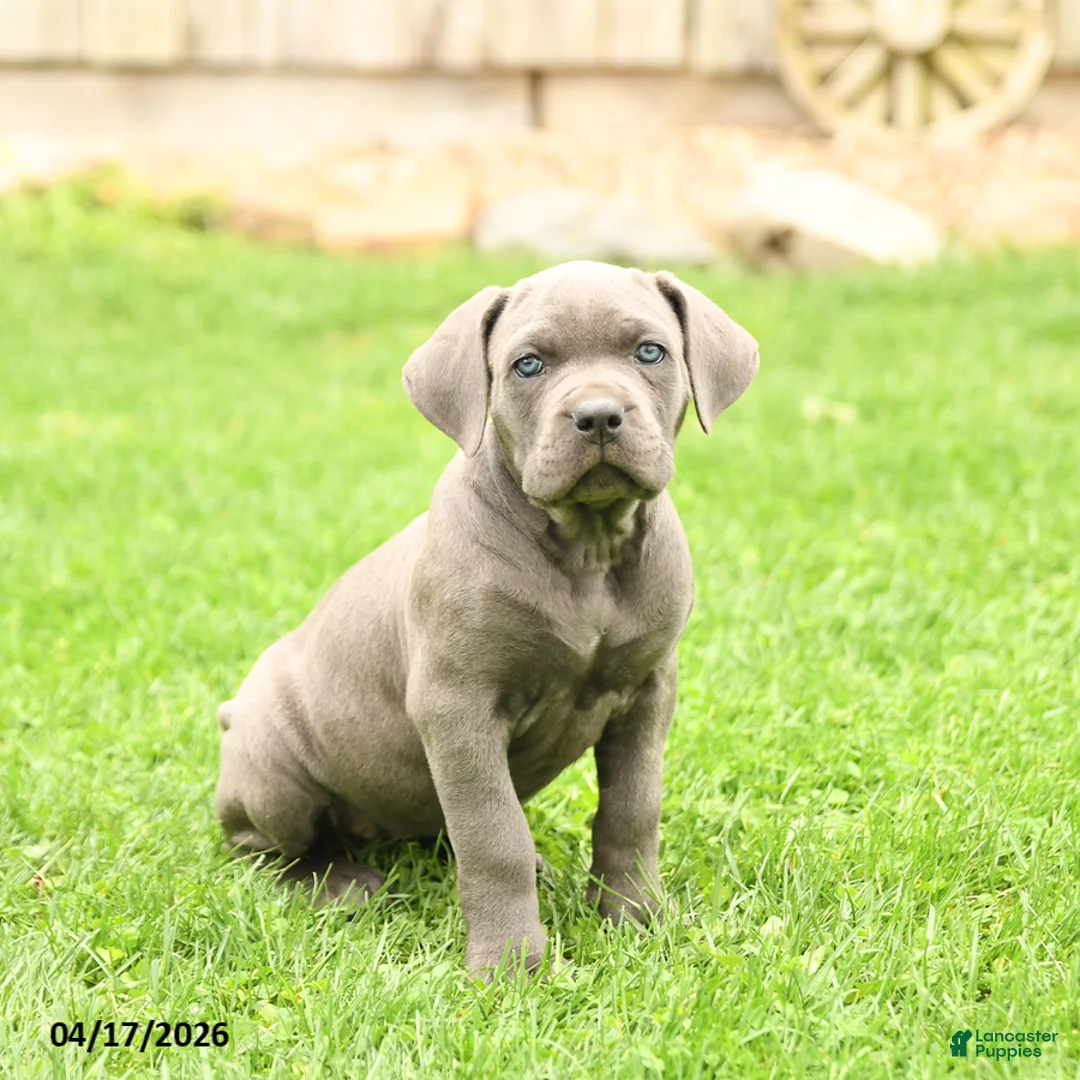 Cane Corso dogs for sale: Sparkle - Ad 1