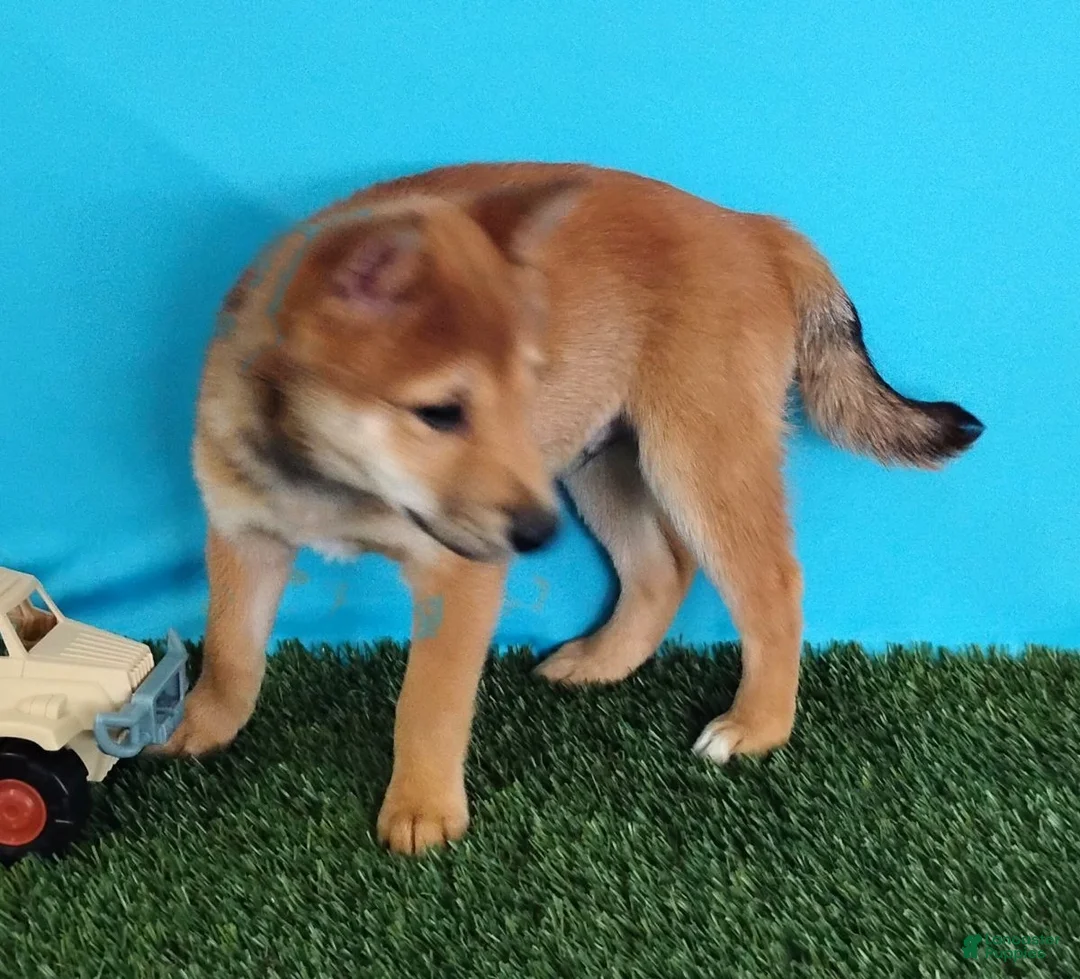 Shiba Inu dogs for sale: Pickle - Ad 6