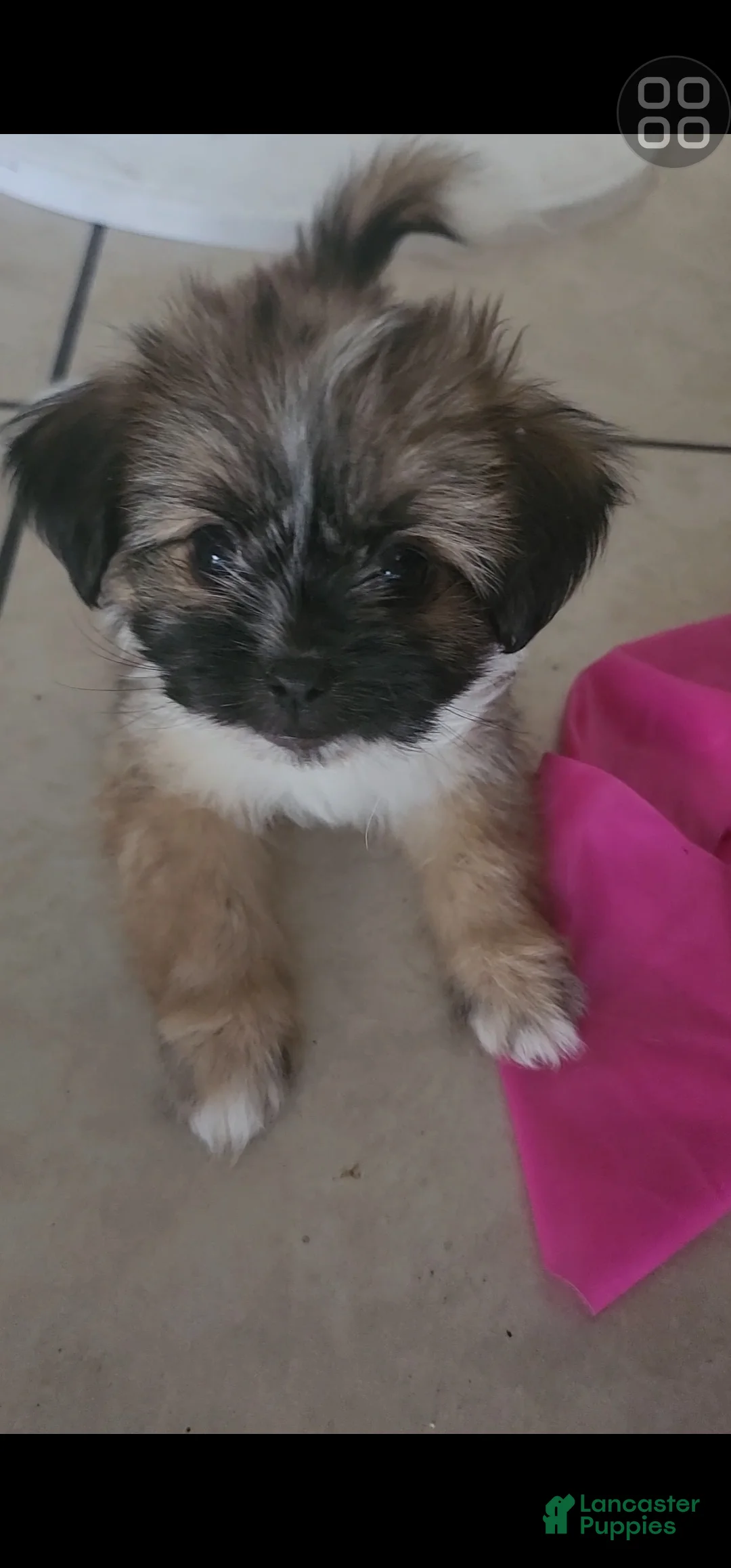 Shihpoo dogs for sale: Shihpoo 1 - Ad 1