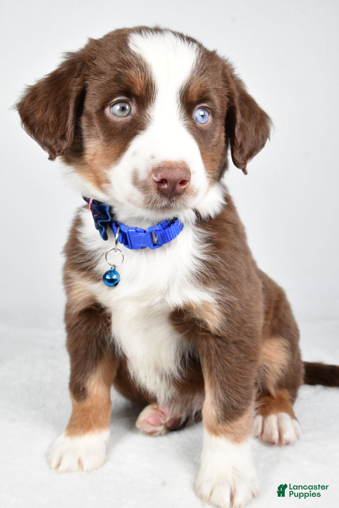 Miniature Australian Shepherd dogs for sale: Rusty - Ad 8