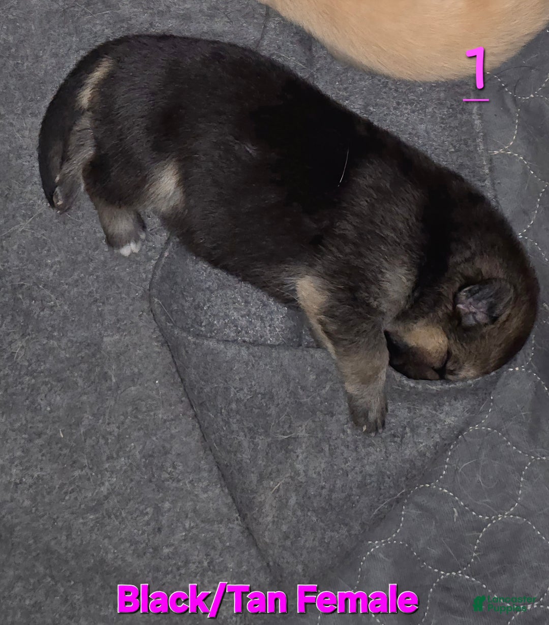 German Shepherd dogs for sale: BABY - Ad 5