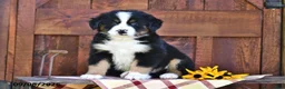 Mixed Breed dogs for sale: Rocky - Ad 1