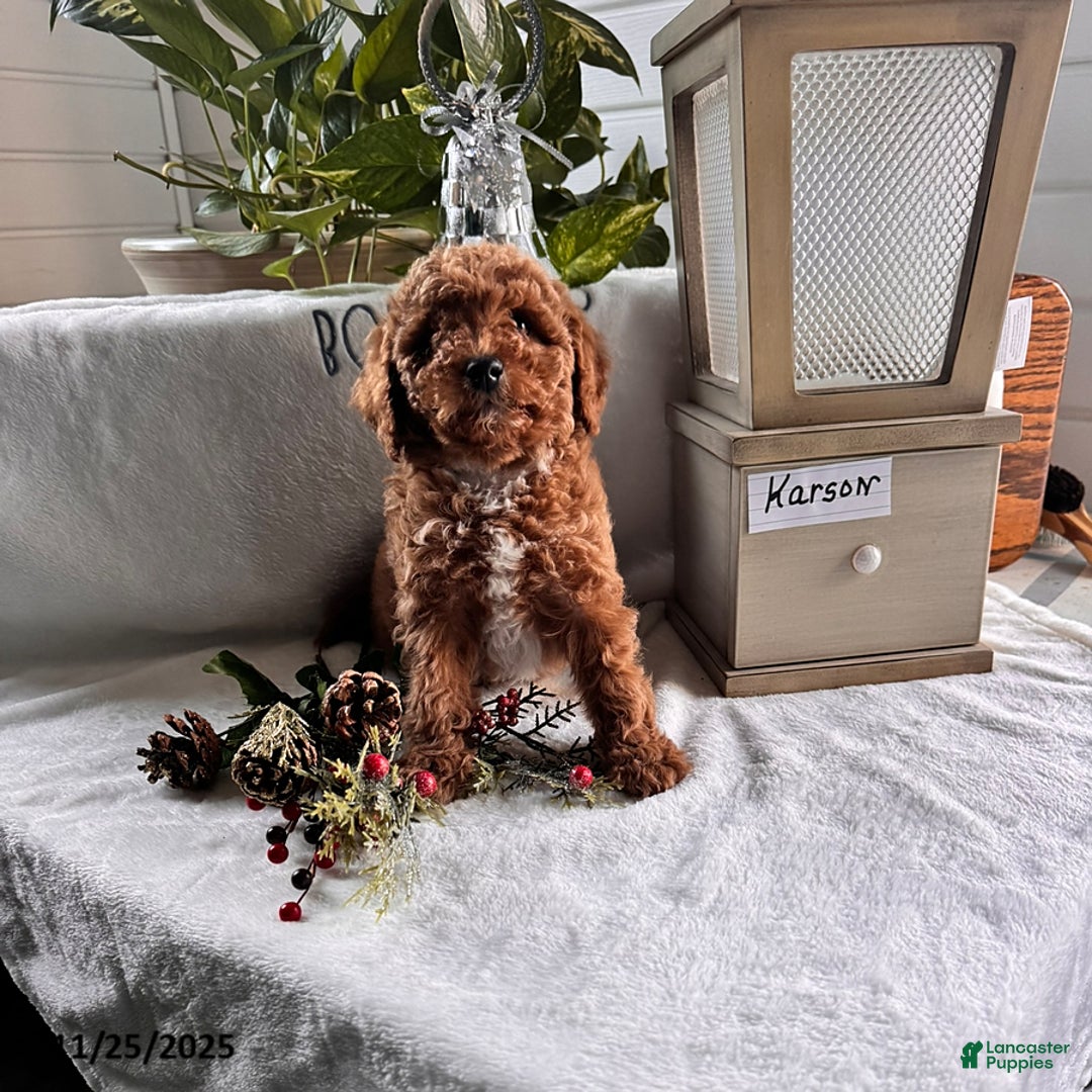 Miniature Poodle dogs for sale: Karson - Ad 2