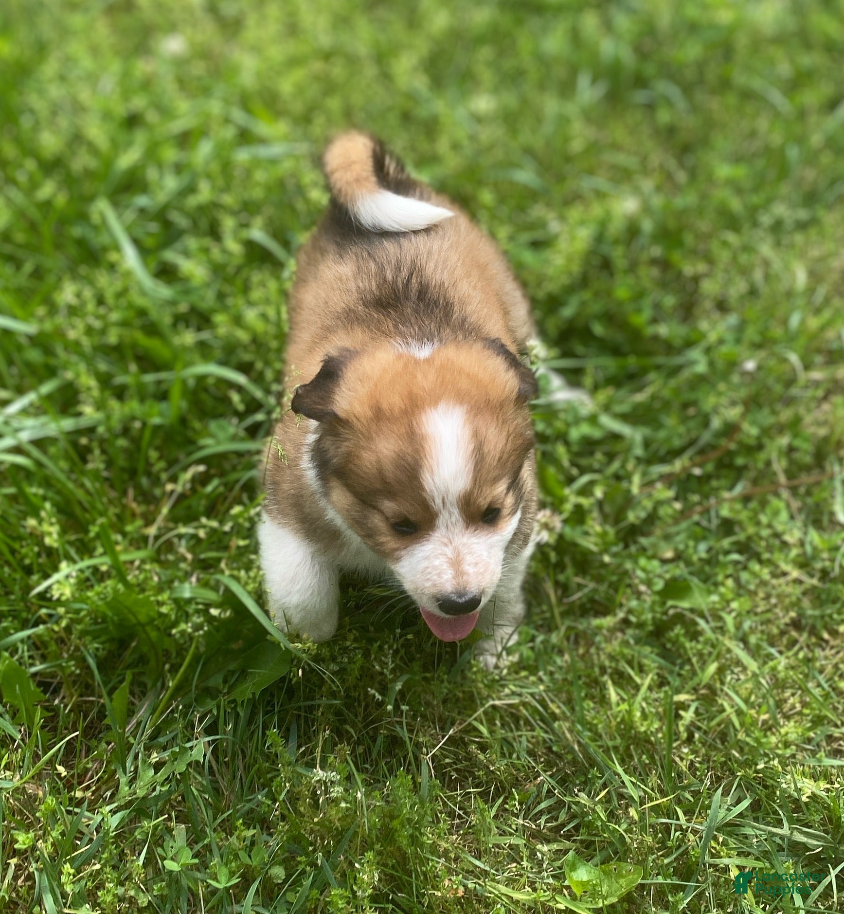 Mixed Breed dogs for sale: ♥️HAPPY GIRL HEIDI♥️ - Ad 12