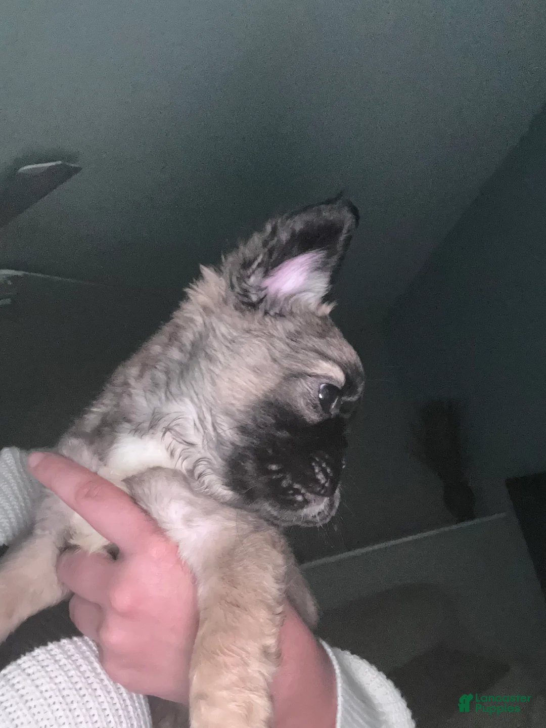 French Bulldog dogs for sale: French Bulldog Black & Tan short Hair - Ad 6