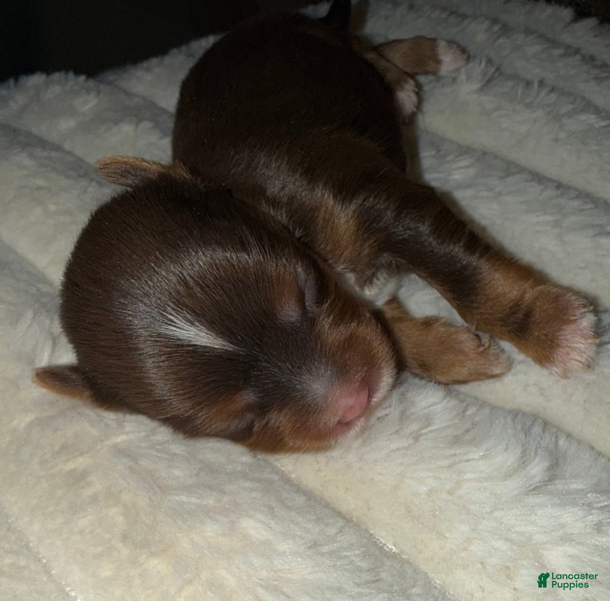 Yorkshire Terrier dogs Mars - Ad 1