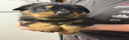 Rottweiler dogs for sale: Rottweiler Puppy 6 - Ad 7