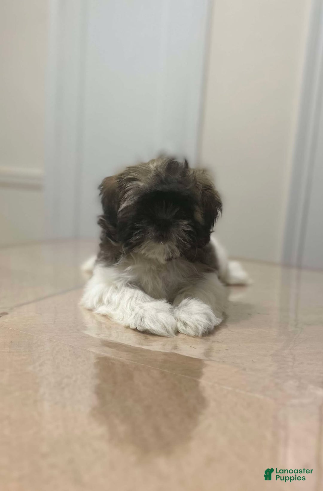 Shih Tzu dogs for sale: Abby - Ad 1