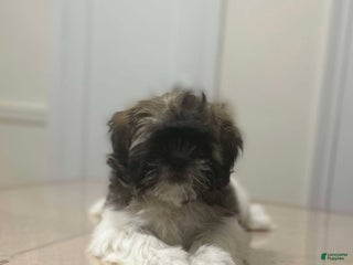 Shih Tzu dogs Abby - Ad 33