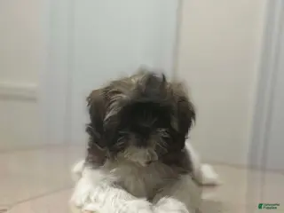 Shih Tzu dogs Abby - Ad 25