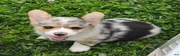Welsh Corgi Pembroke dogs for sale: Stunning Stanley  - Ad 18