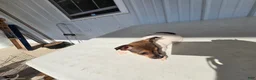 Chihuahua dogs for sale: Charlie - Ad 6