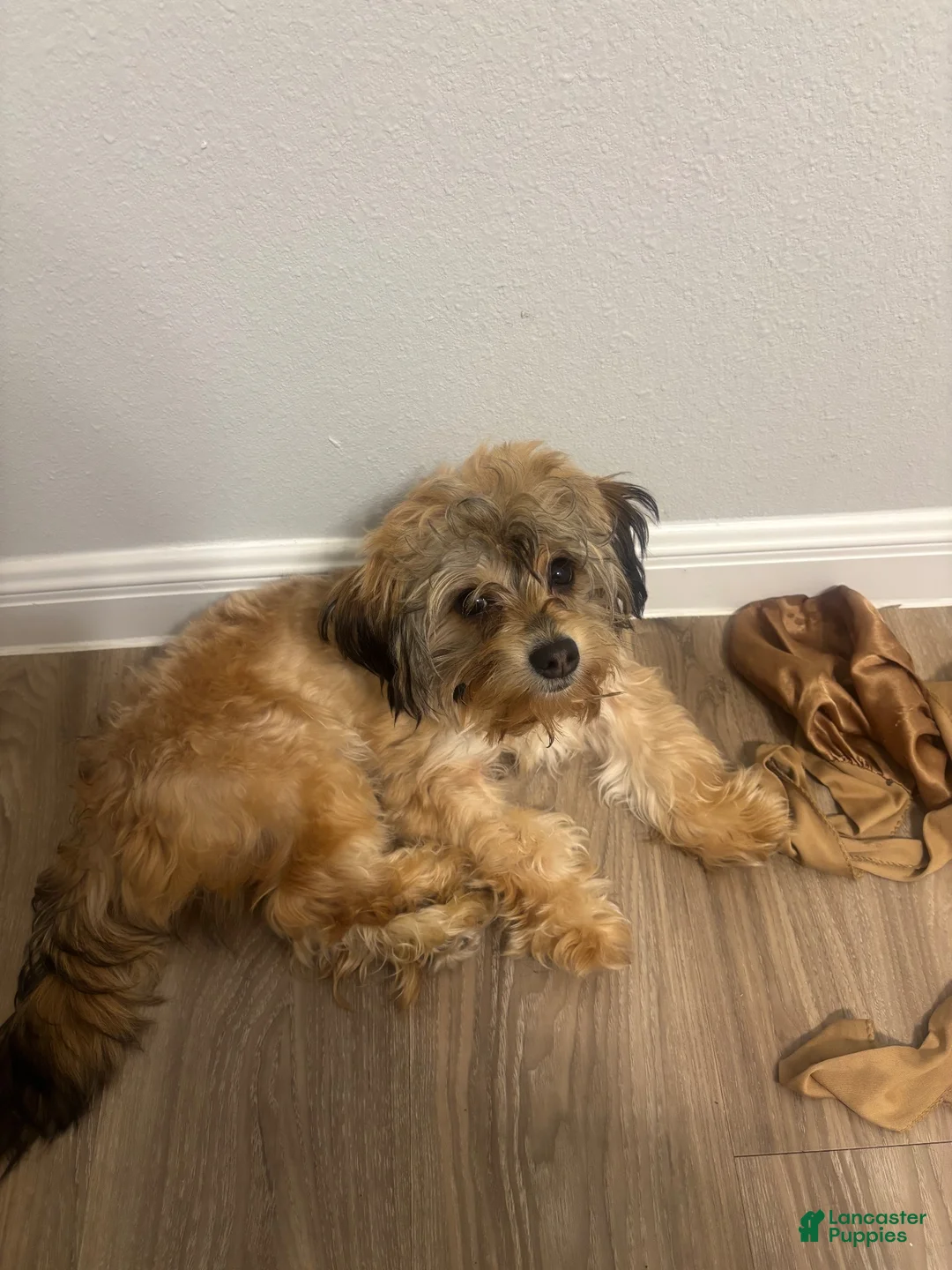 Yorkshire Terrier dogs for sale: Yorkshire Terrier 1 - Ad 2
