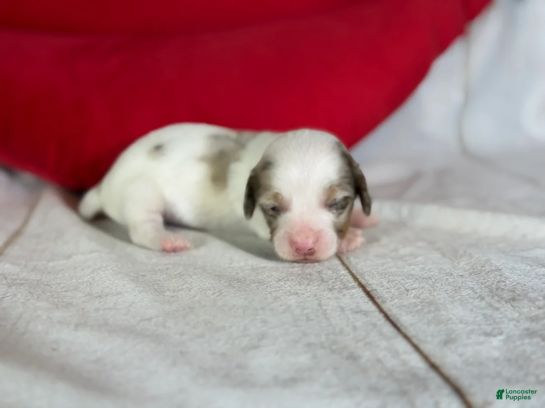 Miniature Dachshund dogs for sale: Akc Flicka LH DNA OFA  - Ad 4