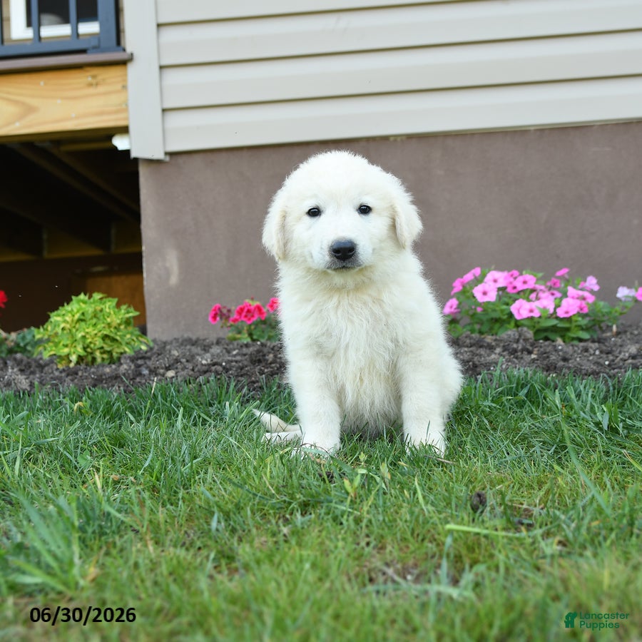 Maremma Sheepdog dogs Eclipse - Ad 1