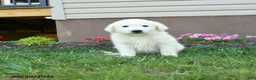 Maremma Sheepdog dogs for sale: Eclipse - Ad 1