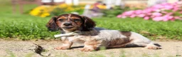 Dachshund dogs for sale: Alex - Ad 3