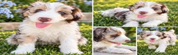 Aussiedoodle dogs for sale: Aussiedoodle 5 - Ad 12