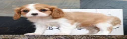 Cavalier King Charles Spaniel dogs for sale: Patrick - Ad 5