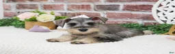 Miniature Schnauzer dogs for sale: Hadley  - Ad 5