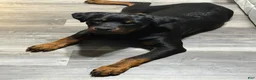Rottweiler dogs for sale: Rottweiler 1 - Ad 2