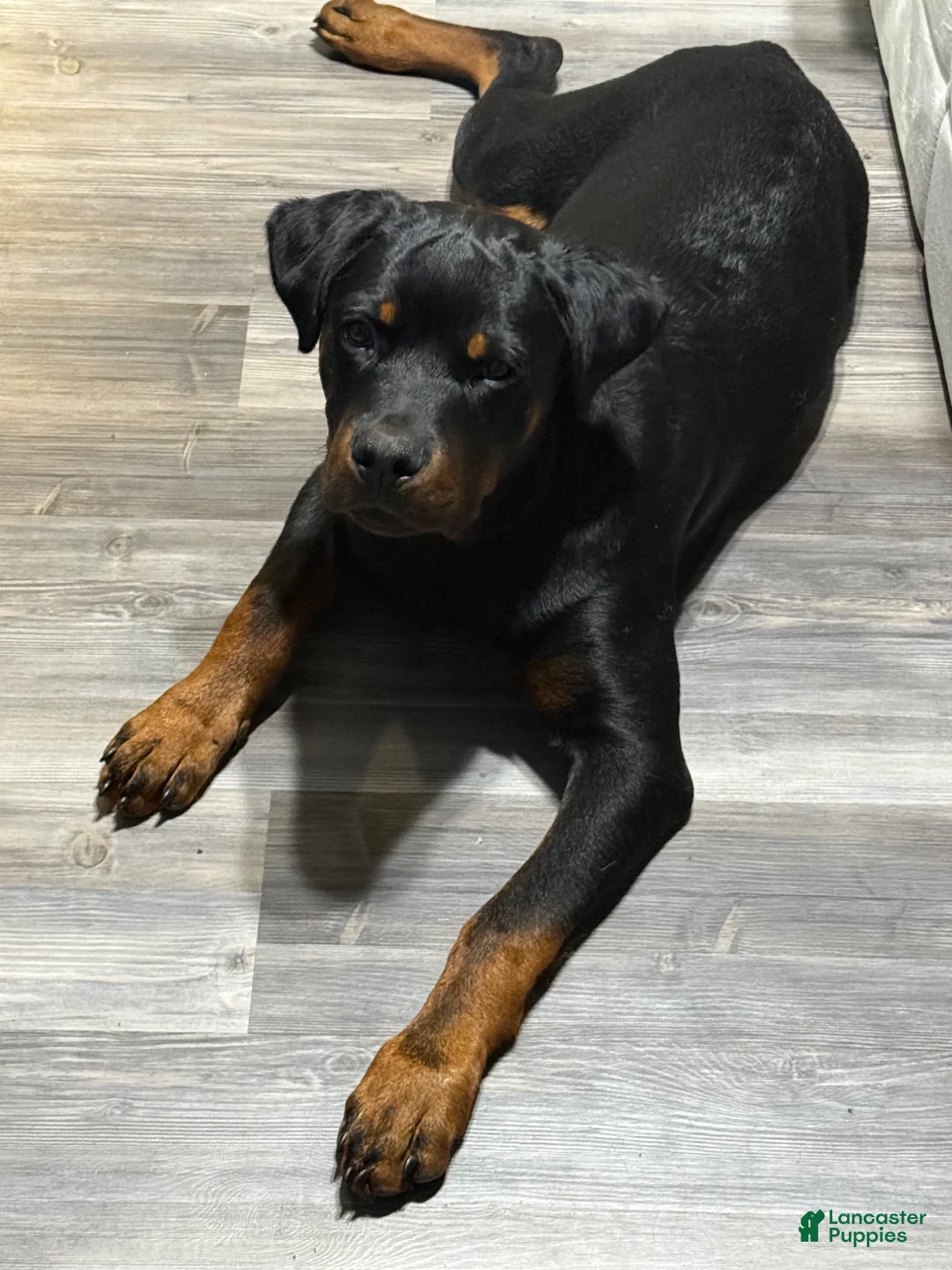 Rottweiler dogs for sale: Rottweiler 1 - Ad 2