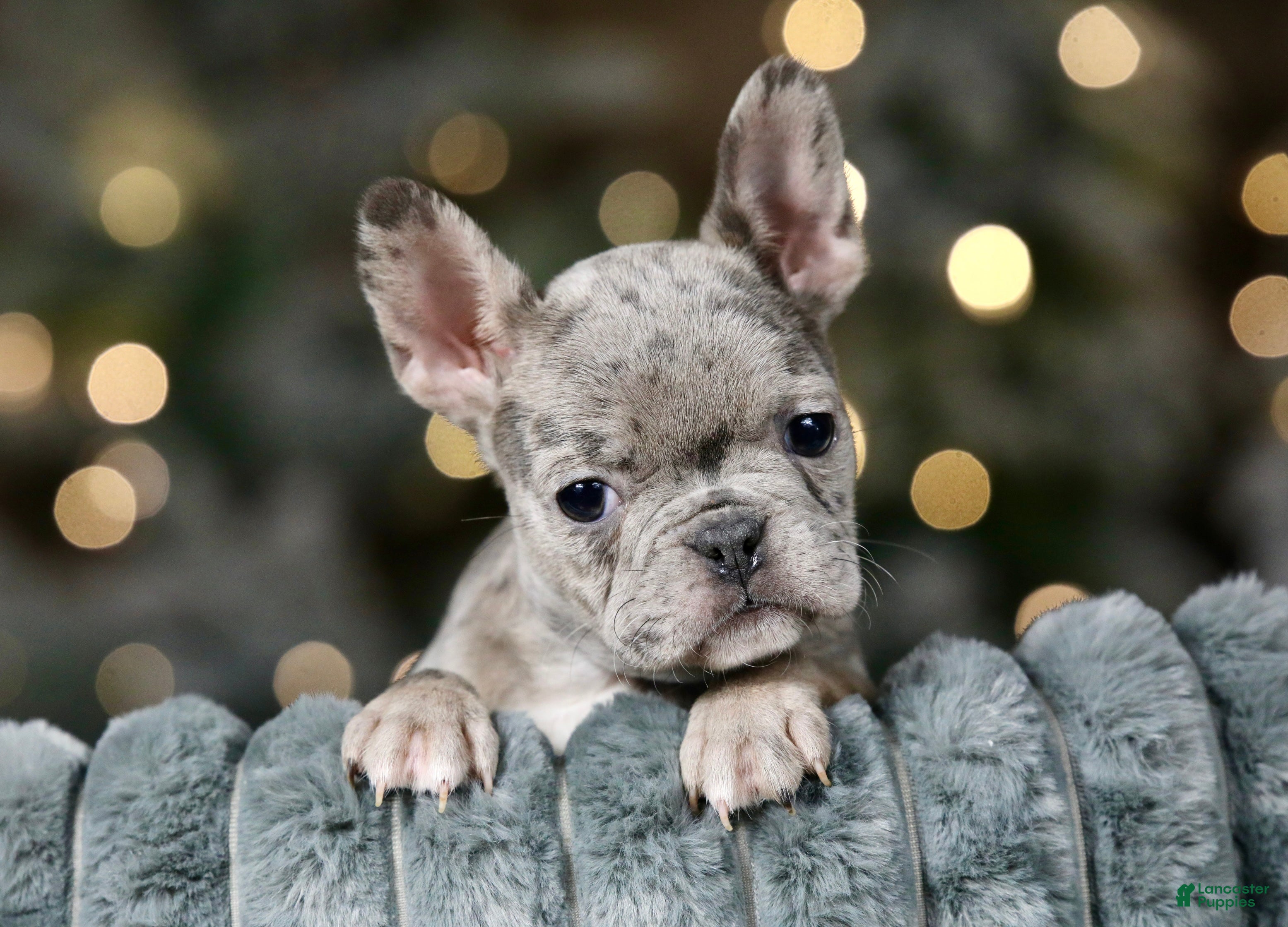 Frenchton dogs Gumbo - Ad 9